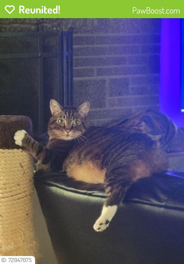 Reunited Male Cat last seen Near Admiralty Way, Lynnwood, WA 98087, USA, Lynnwood, WA 98087