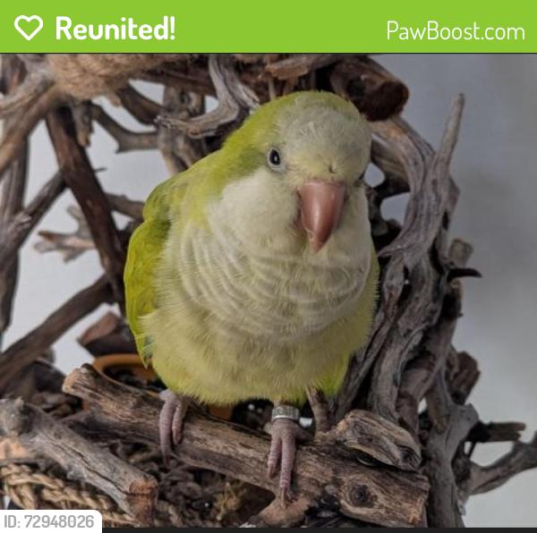 Reunited Female Bird last seen Gooding ave/James street , Bellingham, WA 98226