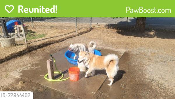 Reunited Male Dog last seen Walnut & North, Carmichael, CA 95608