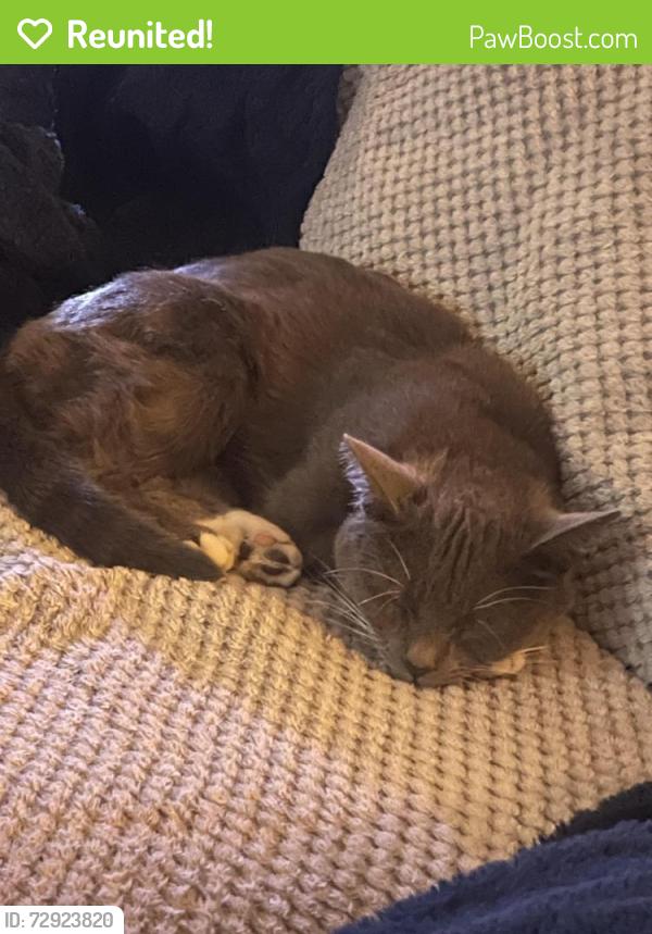 Reunited Female Cat last seen Cinderford close, Portsmouth, England PO6
