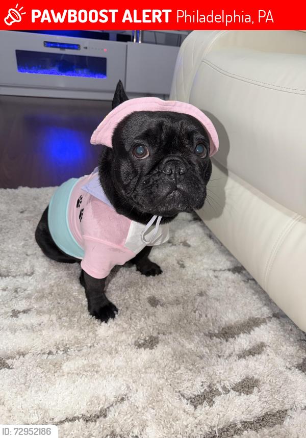 Lost Female Dog last seen Kerper st , unruh ave, knorr st , Philadelphia, PA 19111