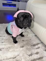 Lost Female Dog last seen Kerper st , unruh ave, knorr st , Philadelphia, PA 19111