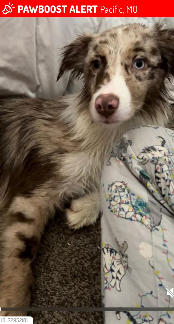 Lost Female Dog last seen Cypress drive , Pacific, MO 63069