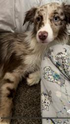 Lost Female Dog last seen Cypress drive , Pacific, MO 63069