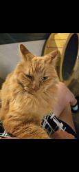 Reunited Male Cat last seen Ranch and jason, Port Richey, FL 34668