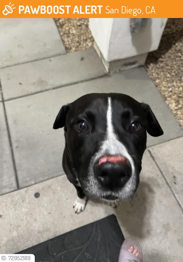 Found/Stray Male Dog last seen 27th and L st, San Diego, CA 92113