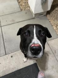 Found/Stray Male Dog last seen 27th and L st, San Diego, CA 92113
