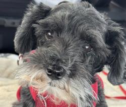 Reunited Female Dog last seen Muscogee Trail, Carrollton, TX 75010