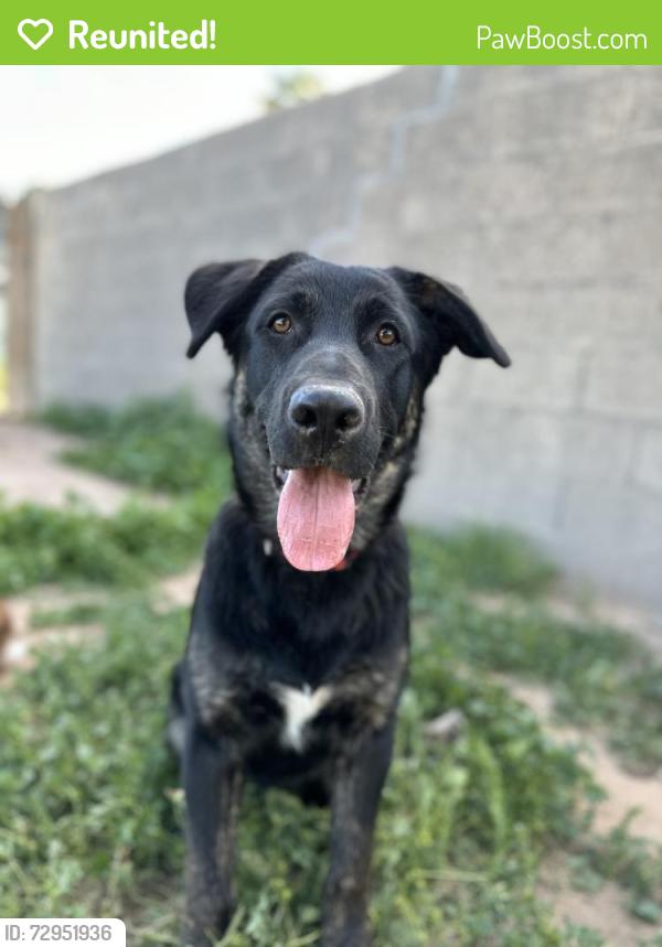Reunited Male Dog last seen I-10/Wilmont, Tucson, AZ 85756