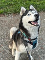 Reunited Male Dog last seen Hillsdale Ave, San Jose CA 95118, San Jose, CA 95118