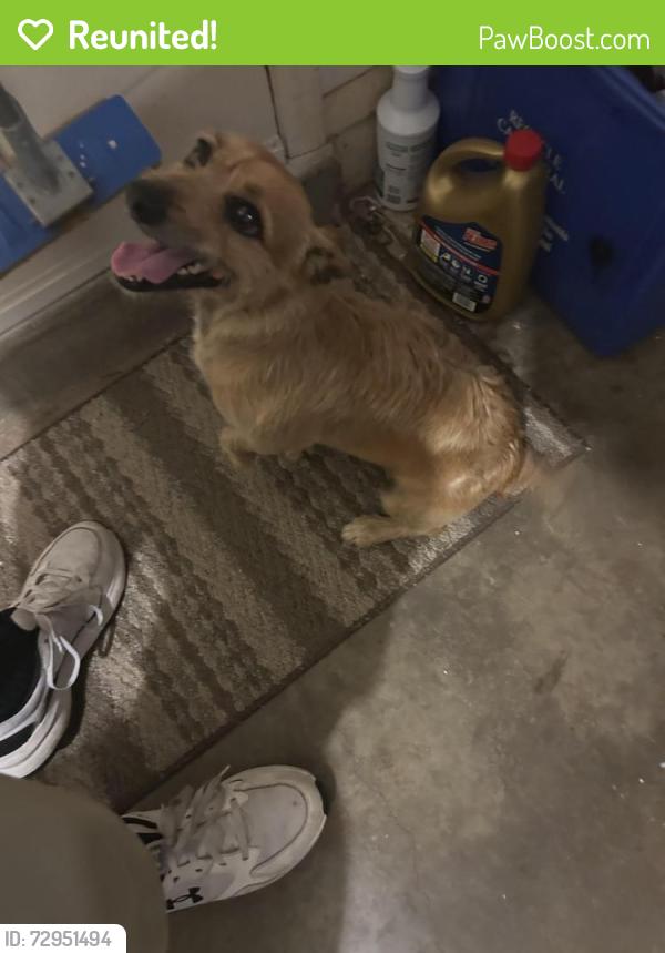 Reunited Male Dog last seen SE 30th Street and Country Club, Cape Coral, FL 33904