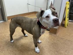 Shelter Stray Female Dog last seen MYRTLE AVE/WATT AVE, 95660, Sacramento, CA 95827