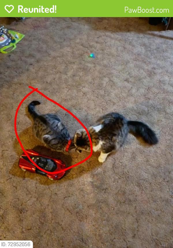 Reunited Male Cat last seen At Chester Park eastes off of Seward highway , Seward Hwy, AK 