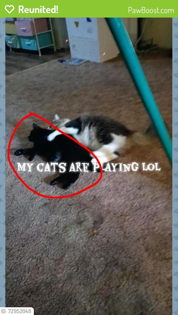 Reunited Female Cat last seen Seward highway and Chester Park eastes , Anchorage, AK 99501
