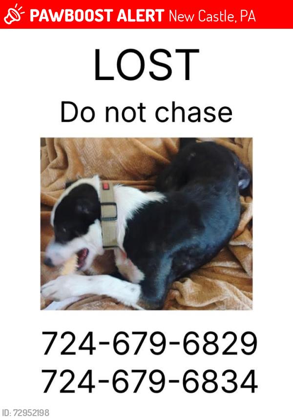 Lost Female Dog last seen Business 422, Cascade street, New Castle, PA 16101