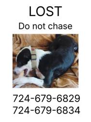 Lost Female Dog last seen Business 422, Cascade street, New Castle, PA 16101