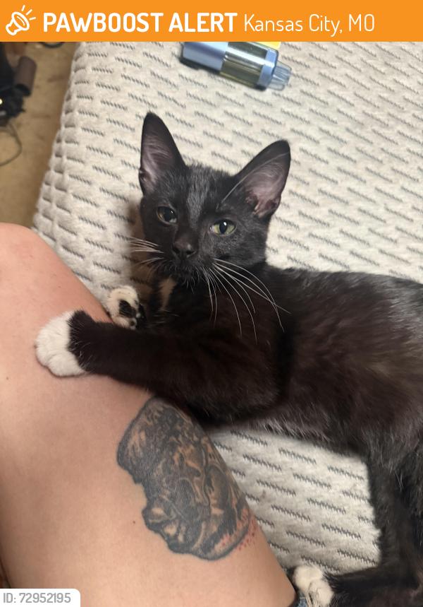 Found/Stray Male Cat last seen 83rd and Oldham rd Kansas City MO 64138, Kansas City, MO 64138