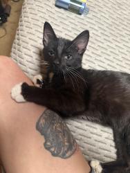 Found/Stray Male Cat last seen 83rd and Oldham rd Kansas City MO 64138, Kansas City, MO 64138