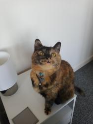 Lost Female Cat last seen Middle Road Lymington, Hampshire, England SO41