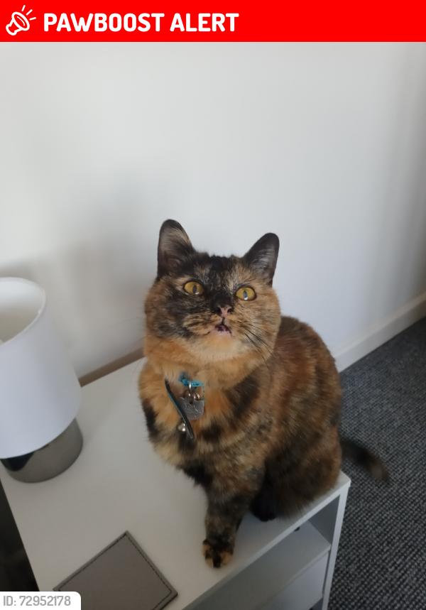 Lost Female Cat last seen Middle Road Lymington, Hampshire, England SO41