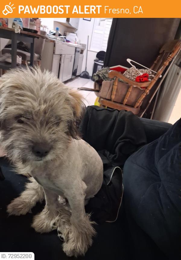Found/Stray Male Dog last seen Lane an willow, Fresno, CA 93702