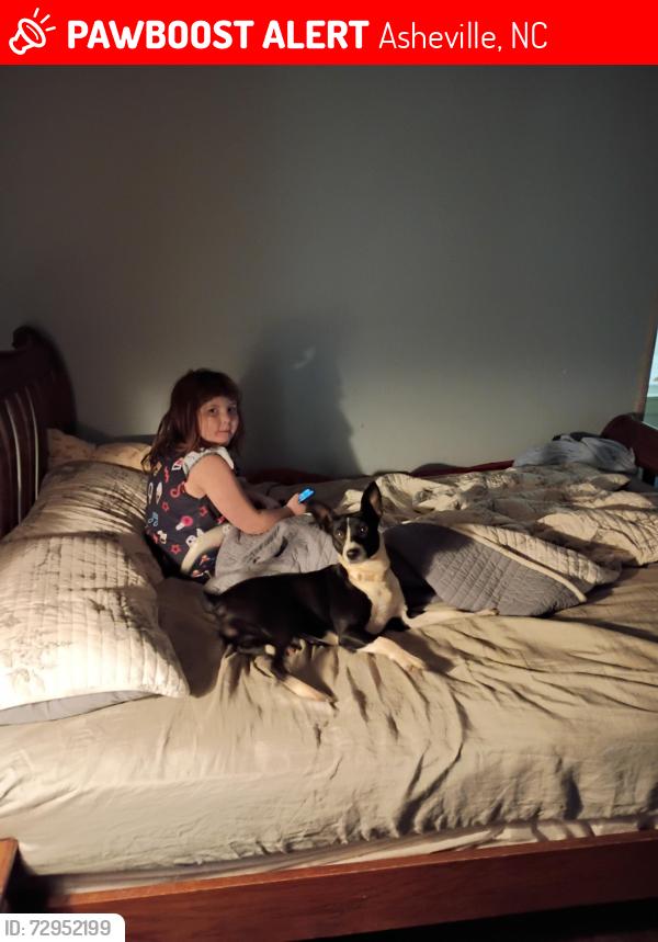 Lost Female Dog last seen Emma Rd , Asheville, NC 28806