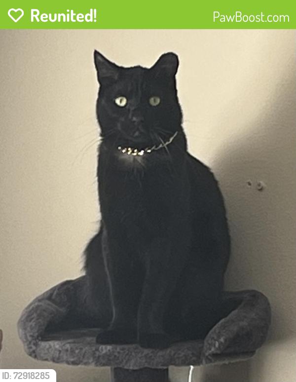 Reunited Male Cat last seen Northwinds Dr and Larkwood, Maryland Heights Township, MO 63146