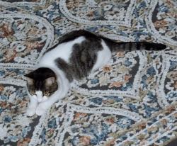 Lost Female Cat last seen Near West Riverside Drive, Bothell, WA 98011