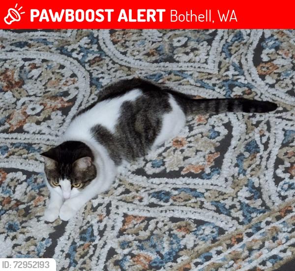 Lost Female Cat last seen Near West Riverside Drive, Bothell, WA 98011