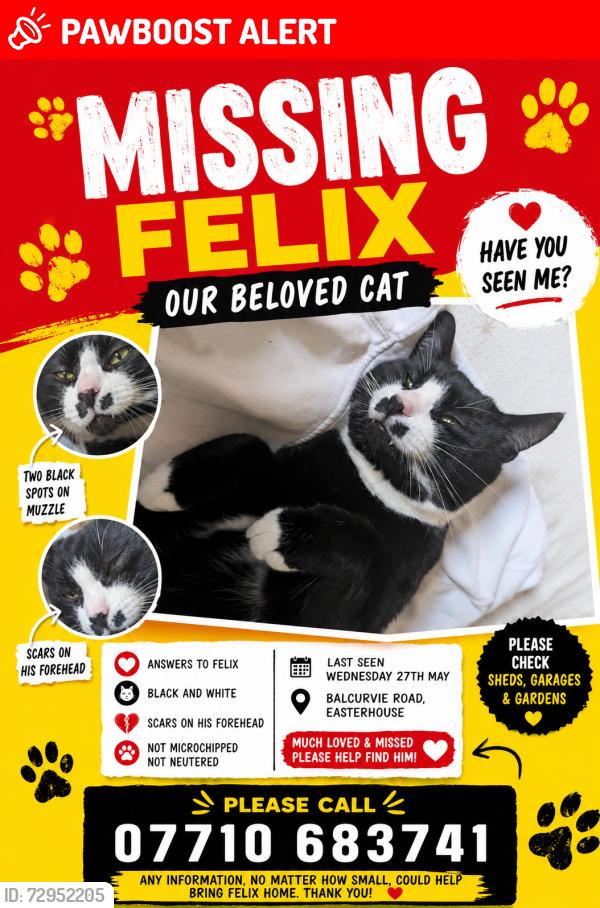 Lost Male Cat last seen Near balcurvie road , Glasgow City, Scotland G34 9QL