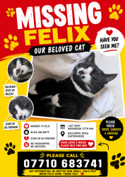 Lost Male Cat last seen Near balcurvie road , Glasgow City, Scotland G34 9QL