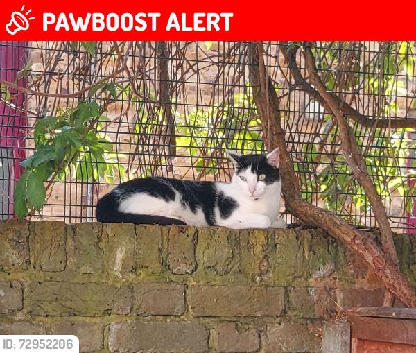 Lost Female Cat last seen Ladbroke grove, Greater London, England W10
