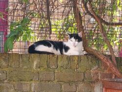 Lost Female Cat last seen Ladbroke grove, Greater London, England W10