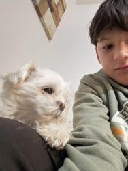 Reunited Male Dog last seen El dorado high school, Sunrise Manor, NV 89110