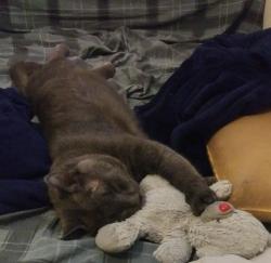 Reunited Male Cat last seen day ave sw, 10th st, Roanoke, VA 24016