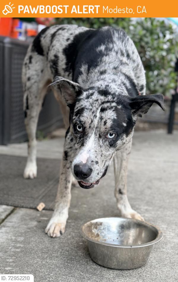 Found/Stray Male Dog last seen Tallent dr, Modesto, CA 95355