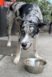 Found/Stray Male Dog last seen Tallent dr, Modesto, CA 95355