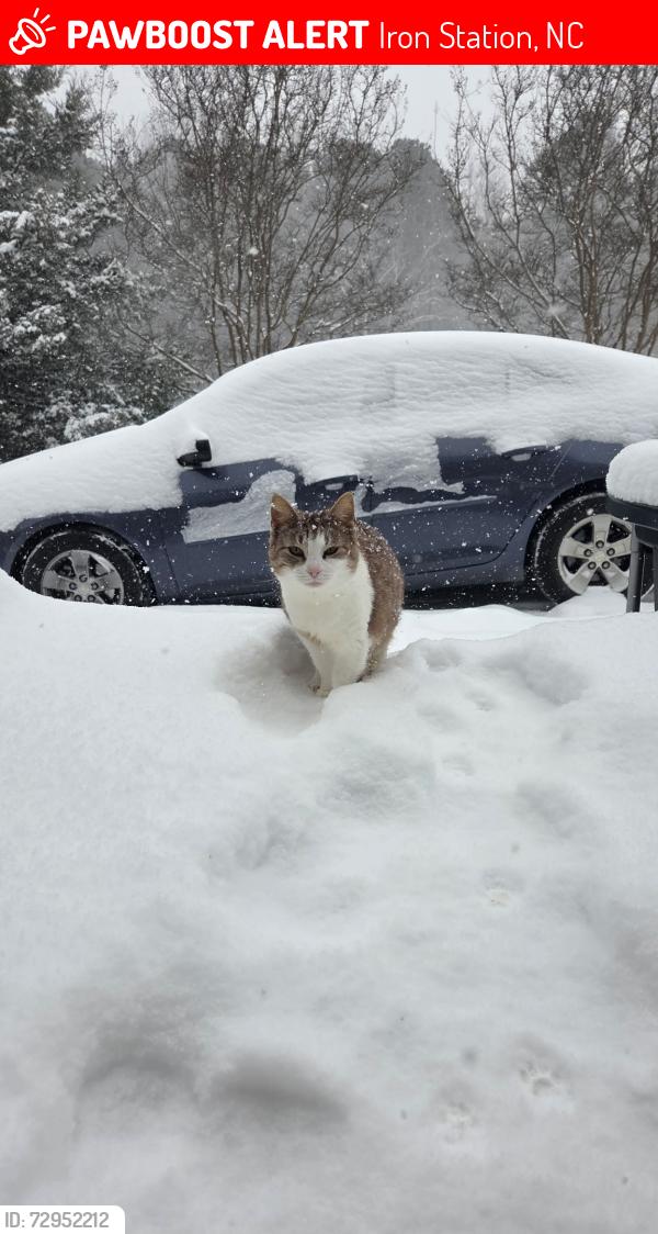 Lost Female Cat last seen Greenway rd iron station , Iron Station, NC 28080