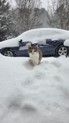 Lost Female Cat last seen Greenway rd iron station , Iron Station, NC 28080