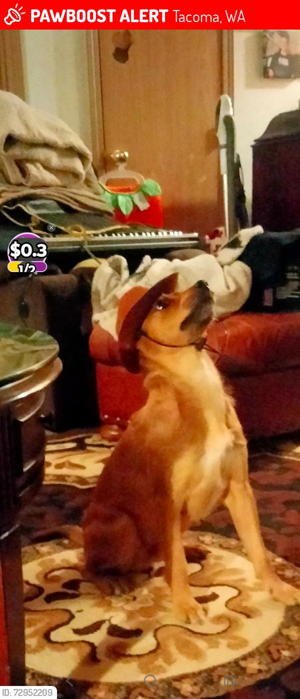 Lost Male Dog last seen Violet medow. Sharaden, Tacoma, WA 98444