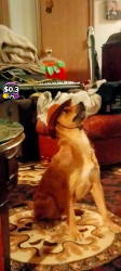 Lost Male Dog last seen Violet medow. Sharaden, Tacoma, WA 98444