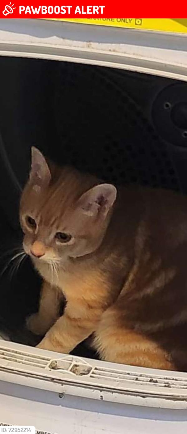 Lost Male Cat last seen Linden Road , Berkshire, England RG2 7ER