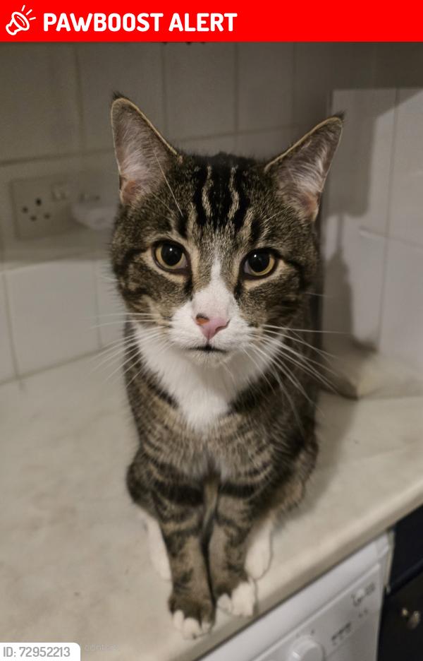 Lost Male Cat last seen Lowfield, Gayle, Gayle, England DL8 3SL