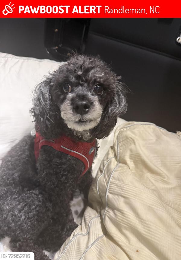 Lost Female Dog last seen Weaver and shaw, Randleman, NC 27317