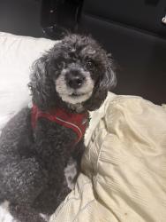 Lost Female Dog last seen Weaver and shaw, Randleman, NC 27317