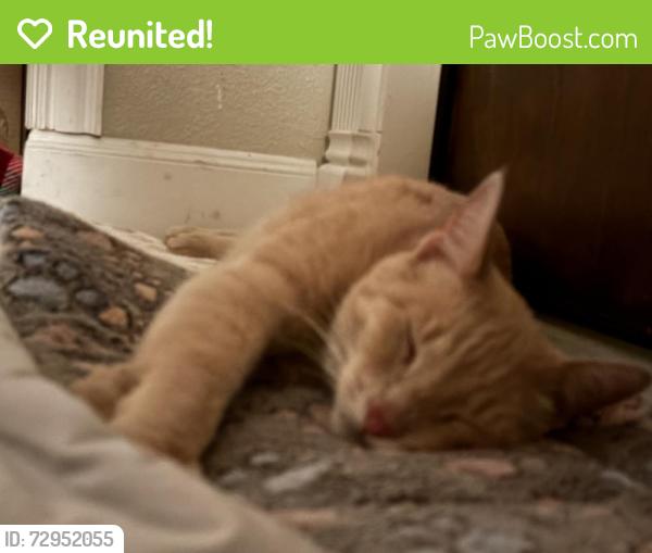 Reunited Male Cat last seen Turquoise Way, San Antonio, TX 78251, USA, San Antonio, TX 78251
