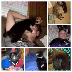 Lost Male Cat last seen Augusta road, Greenville, SC 29605