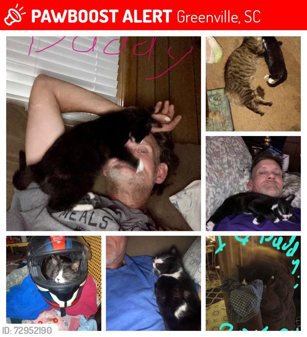 Lost Male Cat last seen Augusta road, Greenville, SC 29605