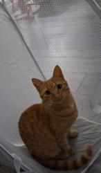 Reunited Female Cat last seen Kingsburn Drive (Kingspark Ave/ Mill Street), Rutherglen, Scotland G73 2AN