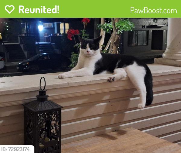 Reunited Male Cat last seen 18th and P streets, Sacramento, CA 95811